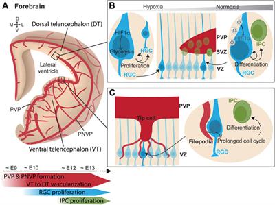 Vascular Regulation of Developmental Neurogenesis